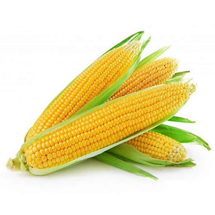 CORN FRESH (EACH)